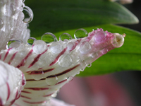 Macro Flower Waterdrops