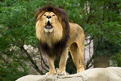 Hacer Fotos en el Zoo - Foto de Corey Leopold