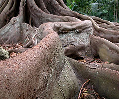 bosque 3