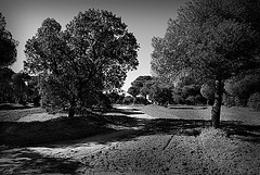 bosque 7