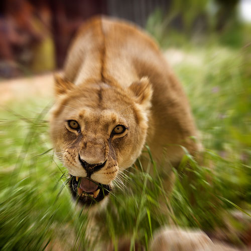 Zooming Picture