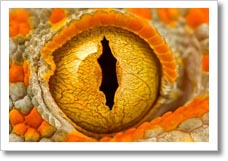 Fotografia Macro