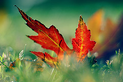 Fotografías de Hojas en Otoño