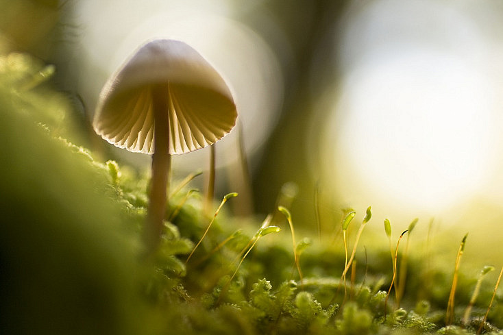 La Guía Definitiva del Buen Bokeh