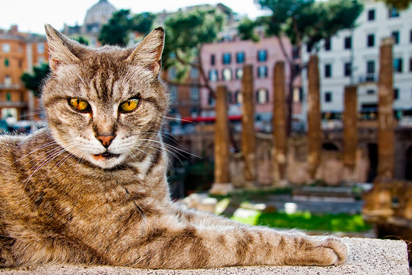 Gato en Plaza de la República Argentina. Roma.