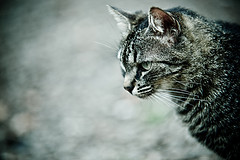 Galería de cássio abreu - 7:30, a gata filha-da-puta