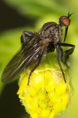 Empis pennipes