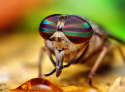 Female Tabanus Horse Fly