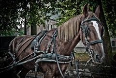 Caballo en Brujas