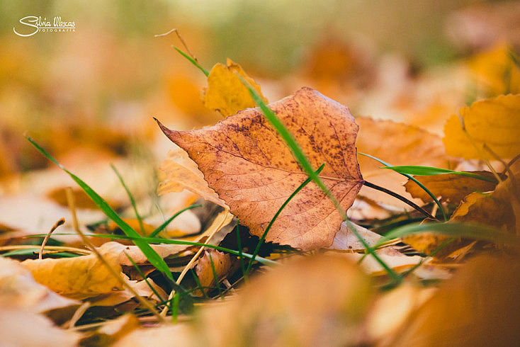 10 Buenas Ideas para hacer Fotos en un Bosque