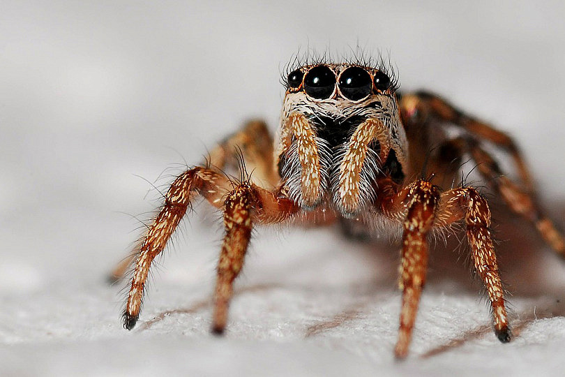 Resultado de imagen para lente fotografico lente de macro