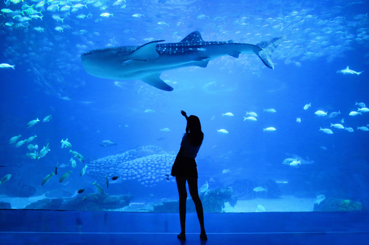 10 Fantásticos Consejos para Hacer Fotos en un Acuario