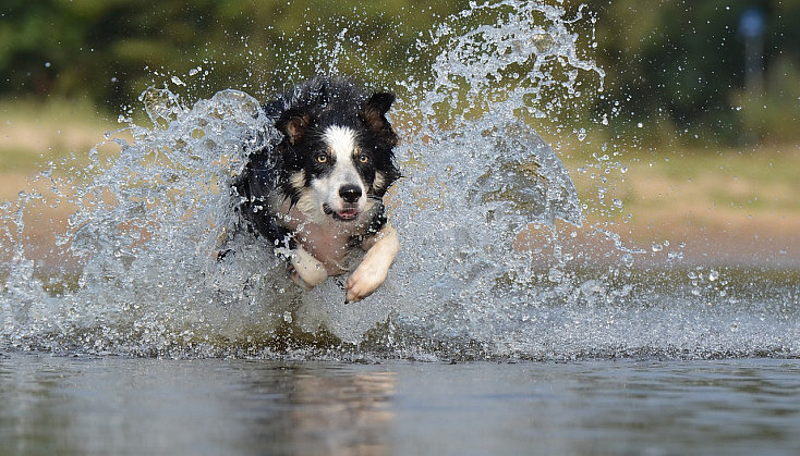 border-collie-667502_1280