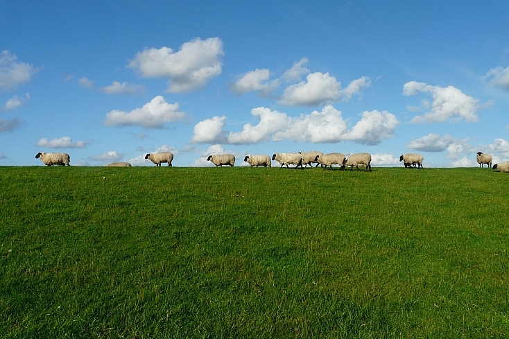 sheep-57706_1280