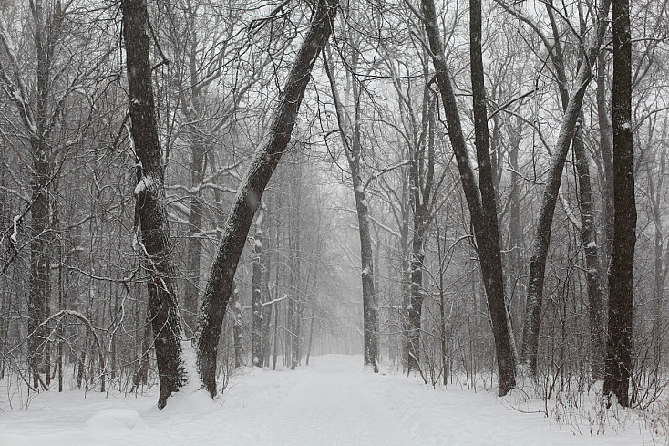 nieve-arboles-nublado