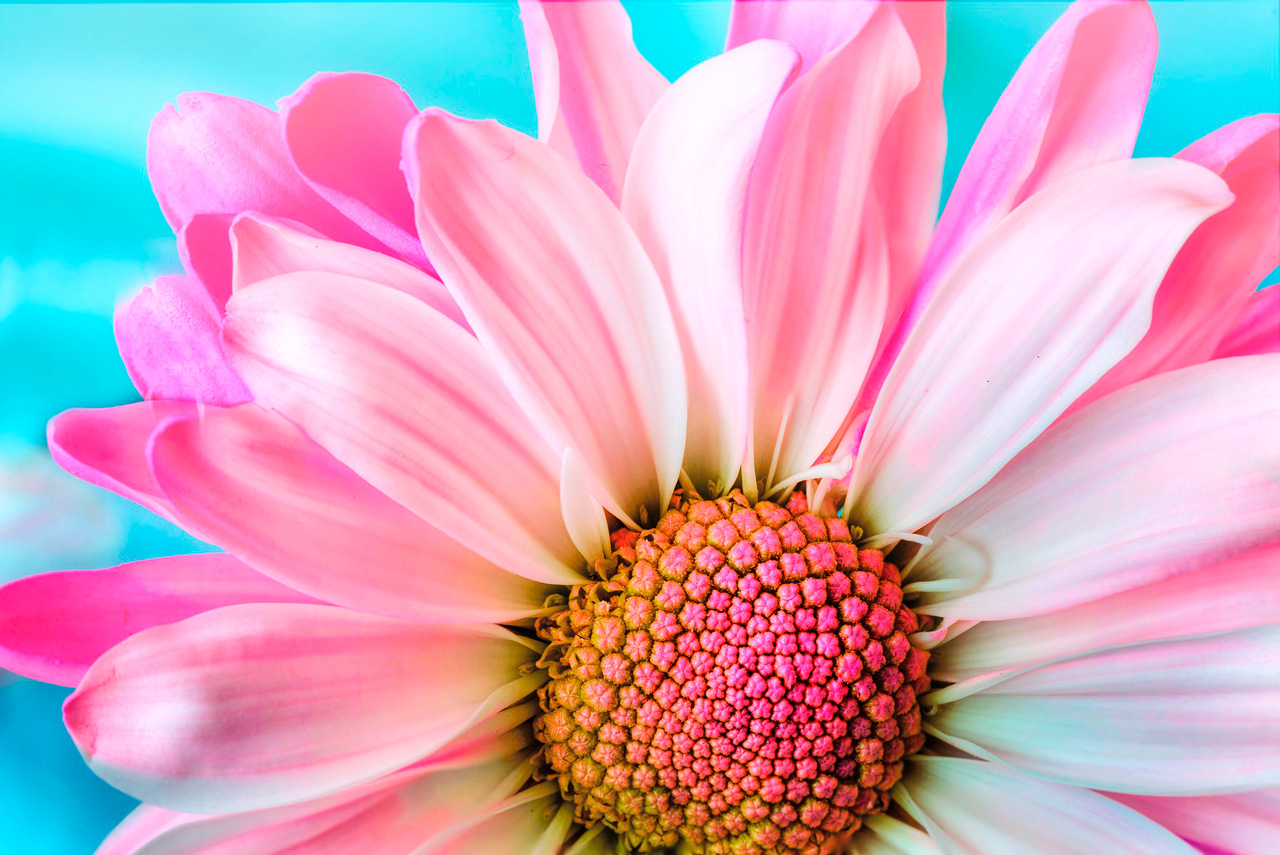 20 Fotos de Flores Impresionantes para Recibir la Primavera 20 Fotos de Flores Impresionantes para Recibir la Primavera