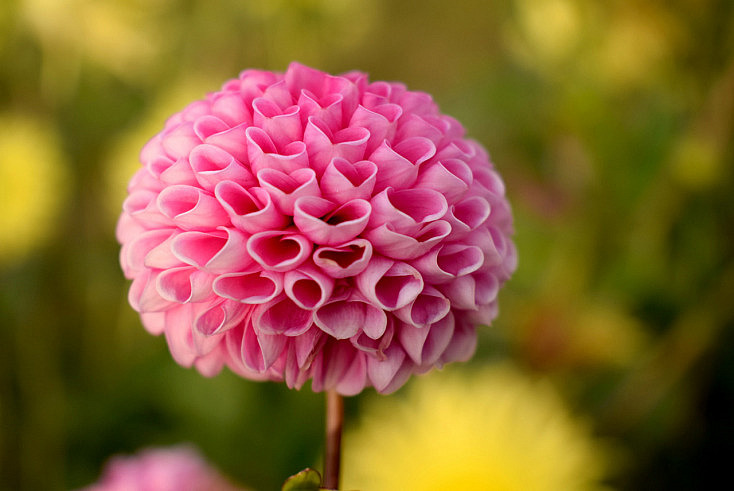 20 Fotos de Flores Impresionantes para Recibir la Primavera