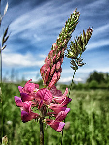 sainfoin-171187_1280