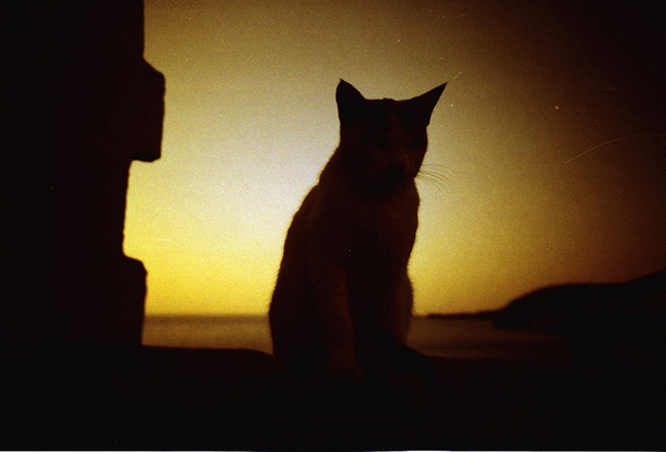 gato en lomografía