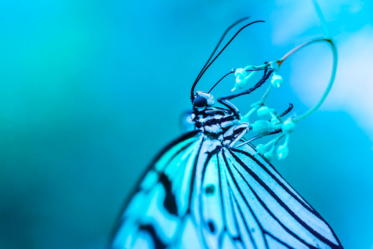 mariposa-azul-macro-guia-portada.jpg