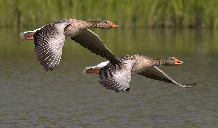 canada-geese-348290_1280