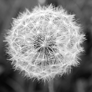 Diente de león - BW