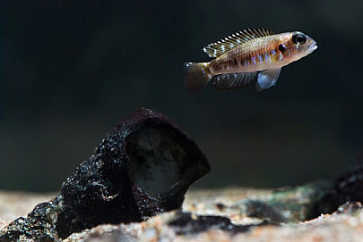 Todo Lo Que Debes Saber Para Fotografiar Peces De Acuario