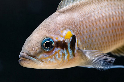 Todo Lo Que Debes Saber Para Fotografiar Peces De Acuario
