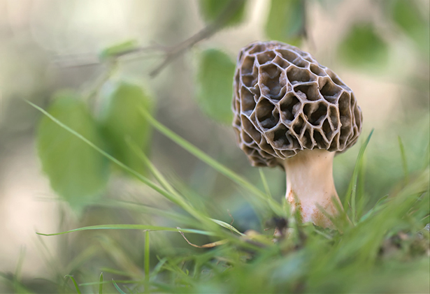 Morchella sp