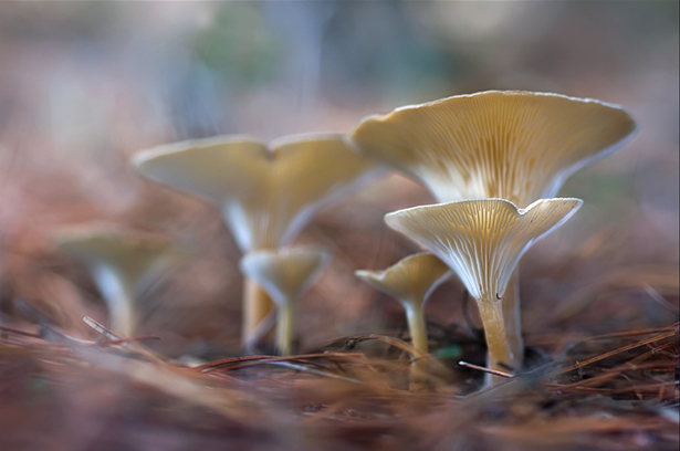 clitocybe gibba