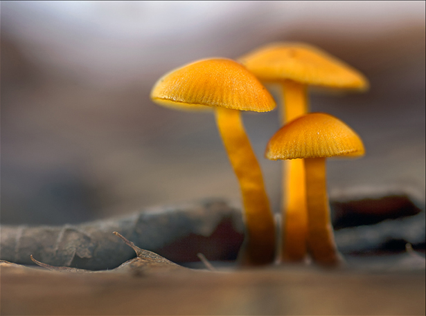 hygrocybe chorophana