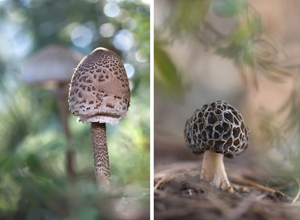 macrolepiota procera 2