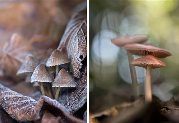 mycena inclinata 2