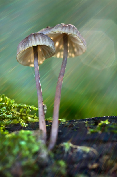 mycena sp 2