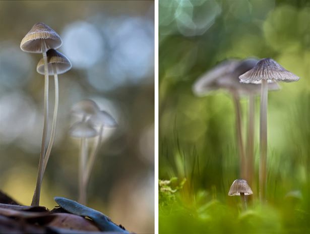 mycena sp 20