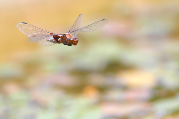 Profundidad de campo y bokeh