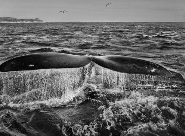 Sebastiao-Salgado-7