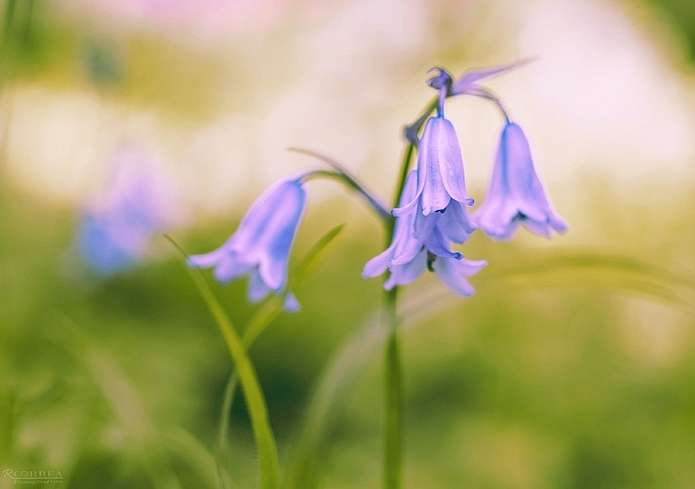 macrofotografia