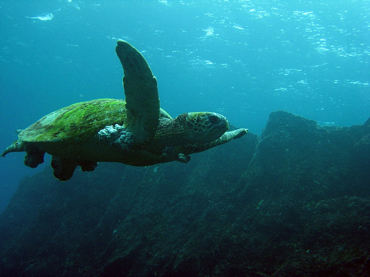 turtle-823258_1280