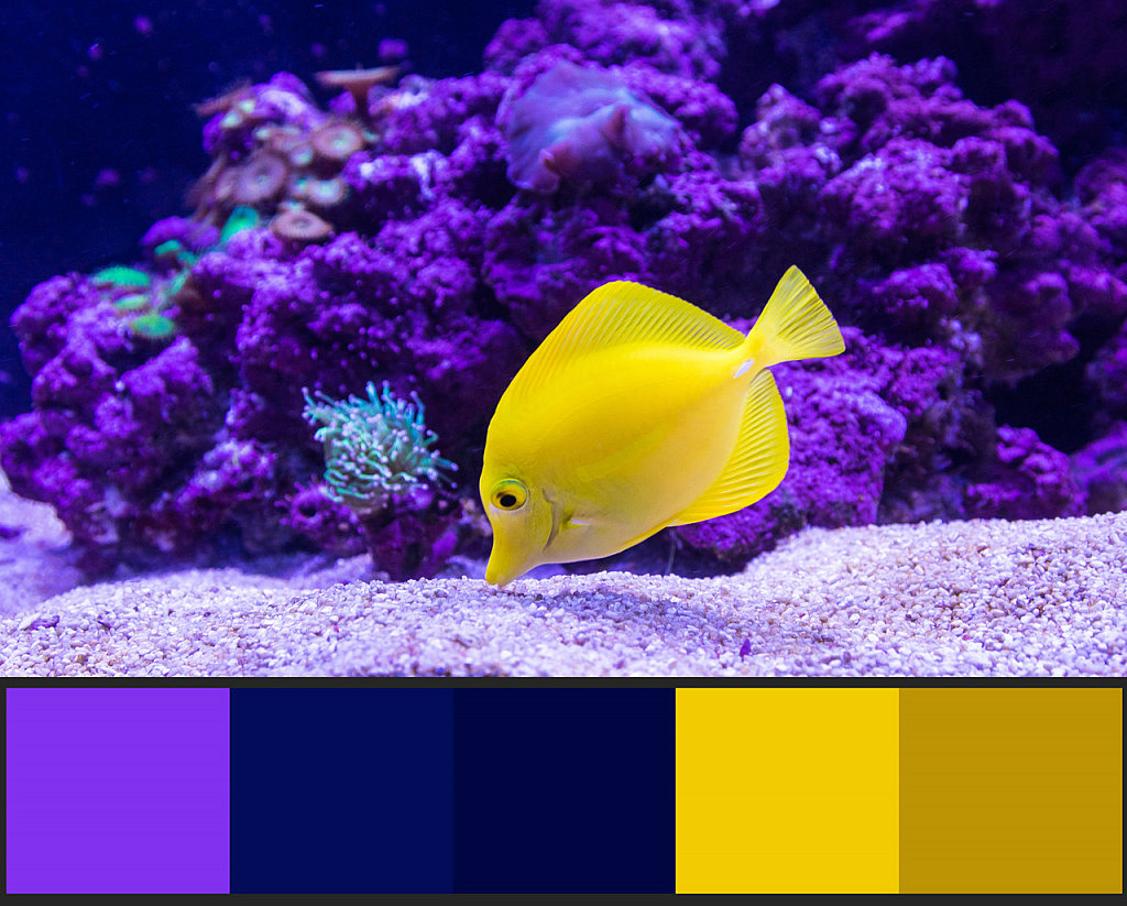 Utiliza el Contraste de Color para Crear Fotografías Más Impactantes