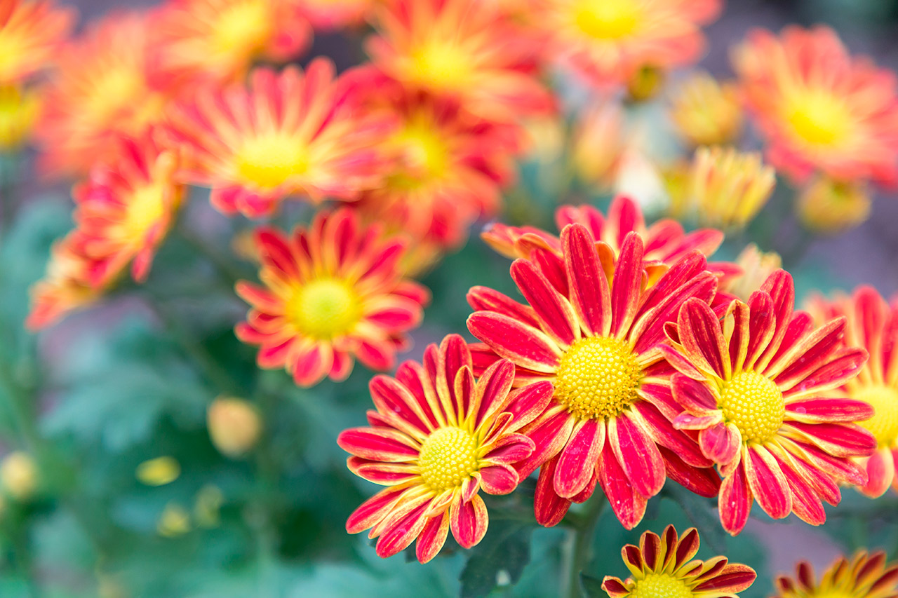 18 Consejos Esenciales para Hacer Fotos de Flores Impresionantes
