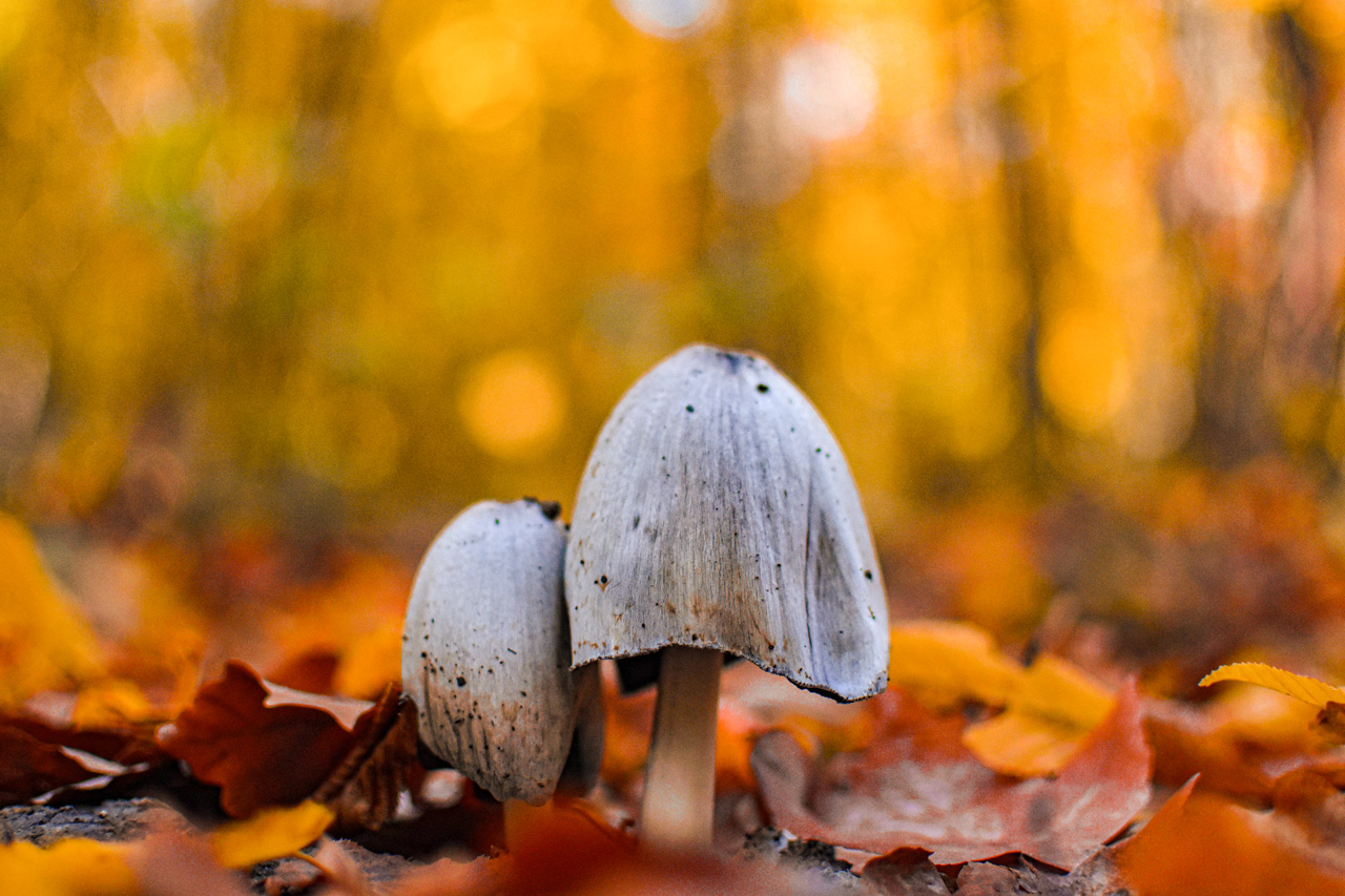15 Fotos de Setas y Hongos para Inspirarte este Otoño