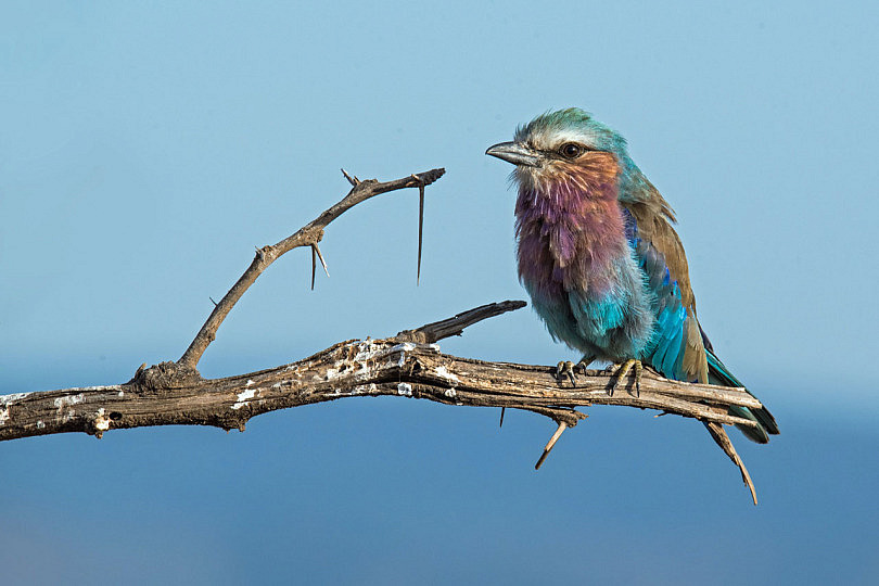 16 Fotos de Aves y un Caso Práctico para que Dejes Volar tu Inspiración