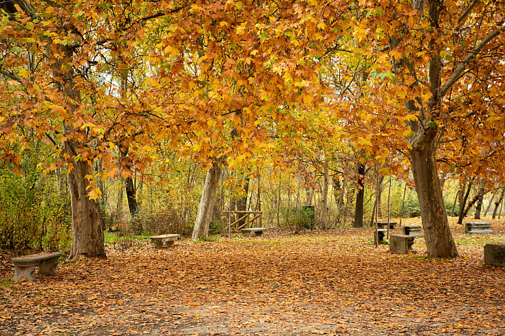 Otoño - Hojas de colores