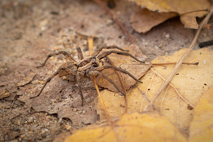 Otoño - Araña sobre hojas